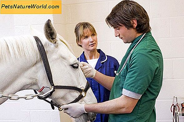 Formazione veterinaria e qualifiche professionali
