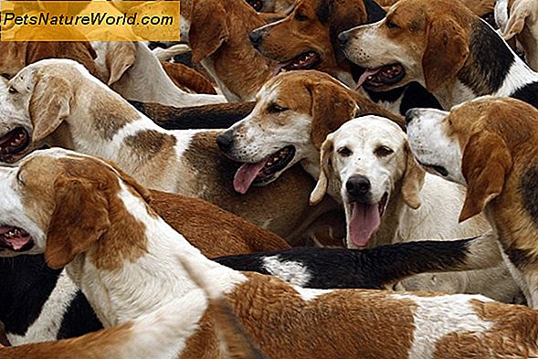 Qual è il costo medio veterinario per cani?