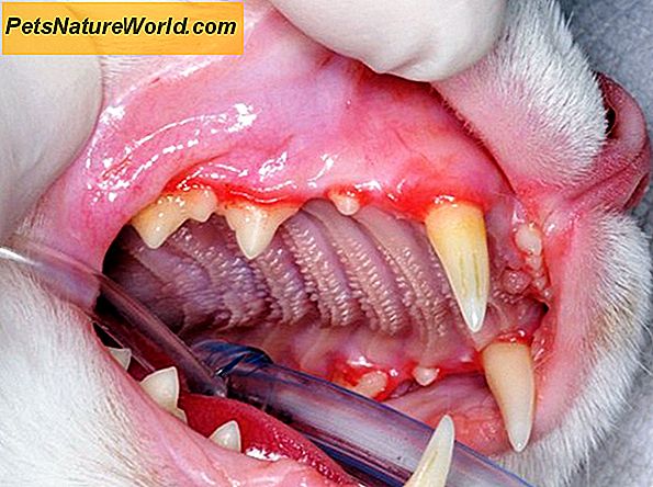 Feline Gingivitis: Forståelse af periodontal sygdom hos katte