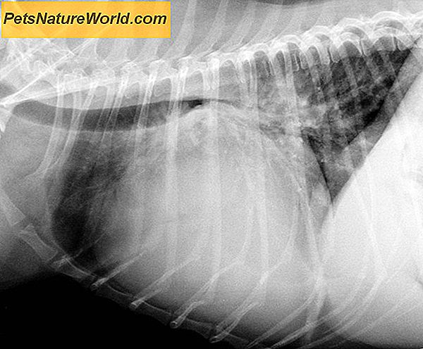 Canine Thyroid Disease