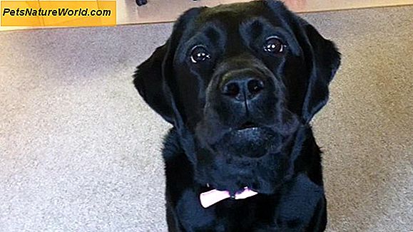 10 Razze più inclini all'ipotiroidismo canino