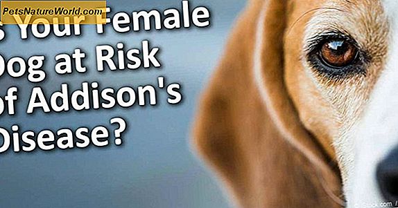 Canine Addison sykdomstyper: Primær, sekundær og atypisk hormon og endokrine