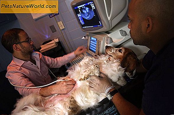 Hondenvoer en Kidney Disease: Hoe Minimaliseert Symptomen