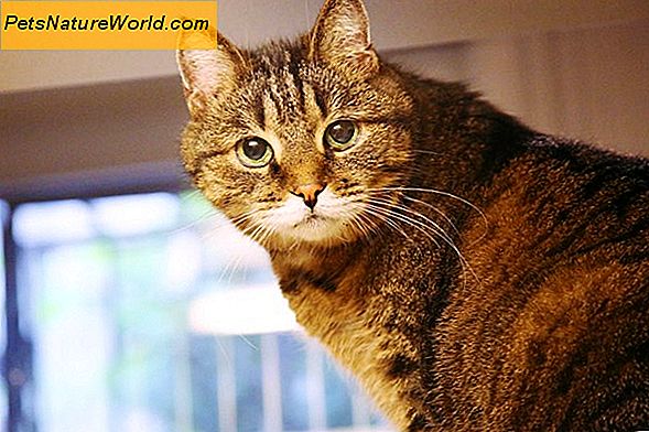 Diagnozuojant kačių hipertiroidizmą