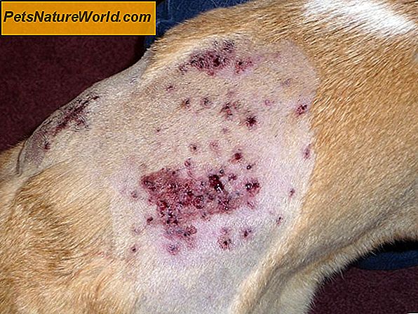 Canine Allergy Skin Test vs blodprøve