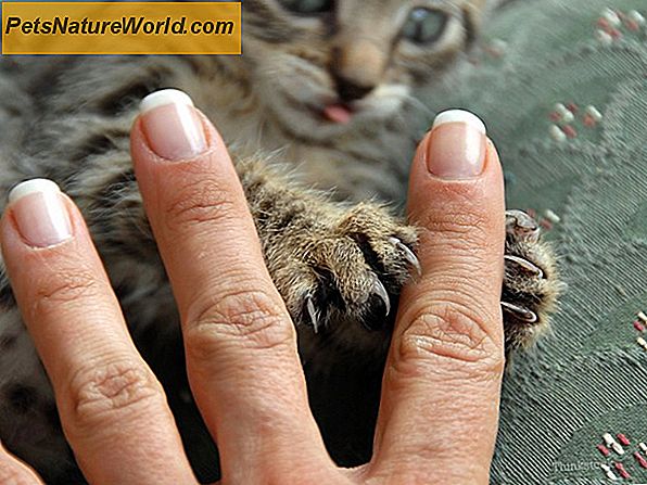 Bartonella: Cat Scratch Fever