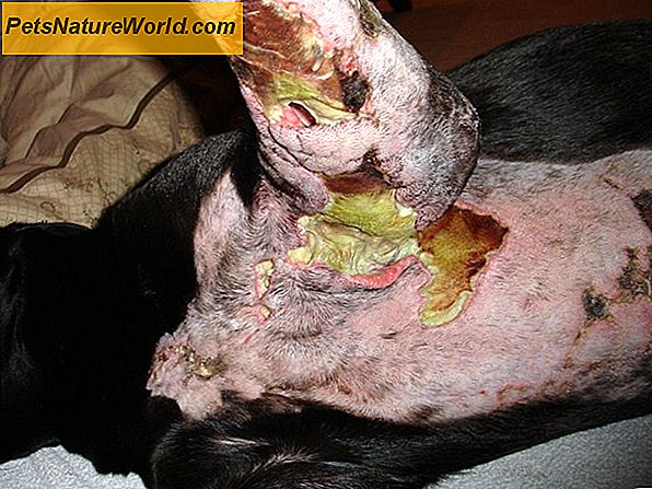 Canine Staph Infeksjon Behandling med Clavulansyre