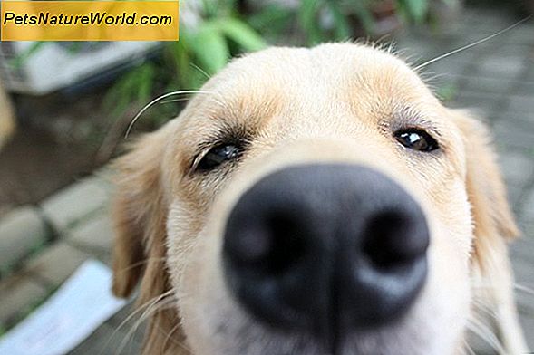 Canine Valley Fever: 7 Forebyggelse Tips