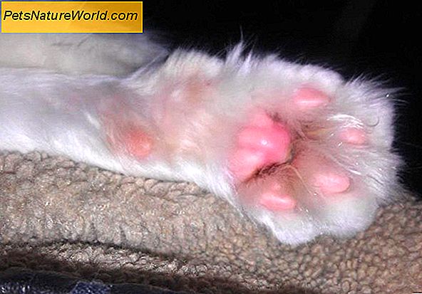 Cat Toe Infection Treatment