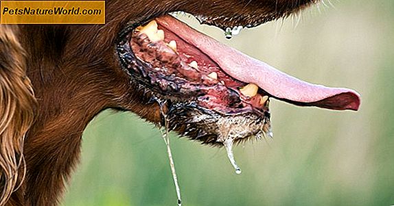 Segni clinici di rabbia canina