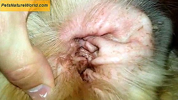 Dog Yeast Infection Ear Treatment