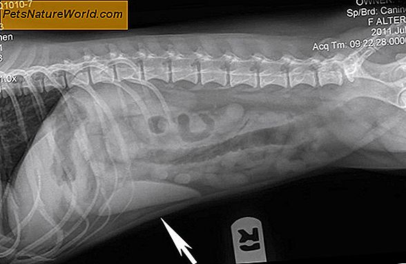 Canine Bladder Cancer Diagnose