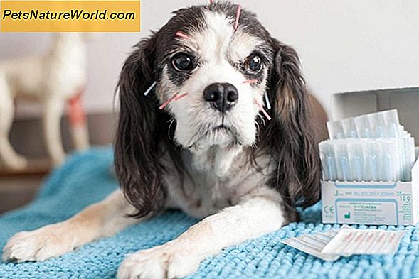I migliori trattamenti per cani con artrite
