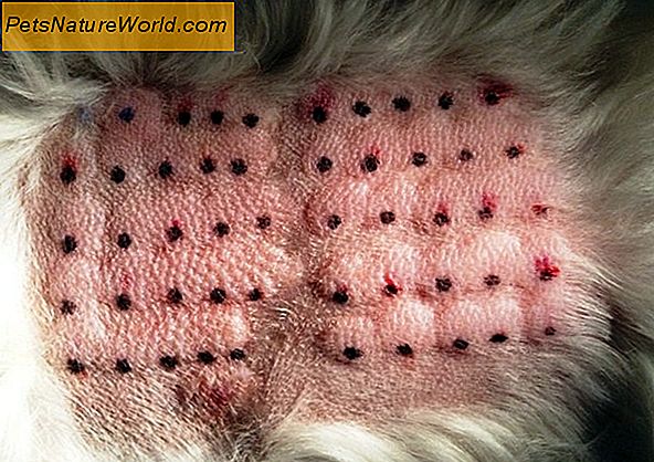 Dog Skin Rash Diagnose