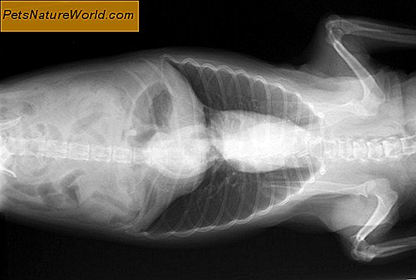 Diagnosi del cancro osseo di gatto