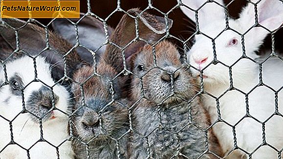 Is cosmetisch testen op dieren wreed?