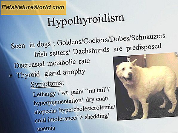 Test T4 per l'ipotiroidismo nei cani
