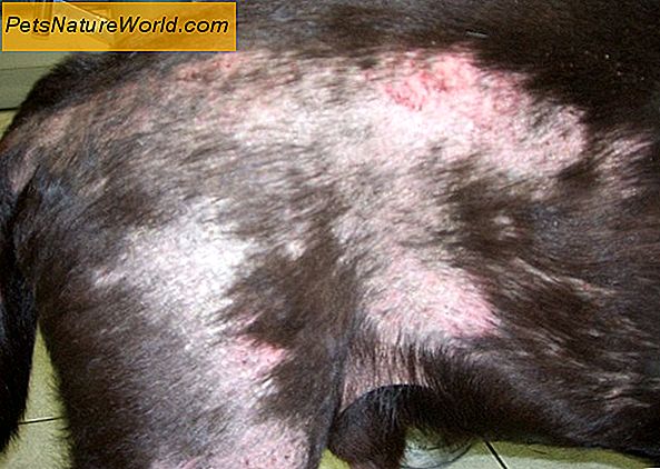 Ursachen von Canine Skin Cancer
