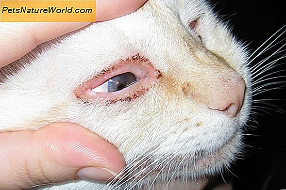 Katės rožinės spalvos akių simptomai