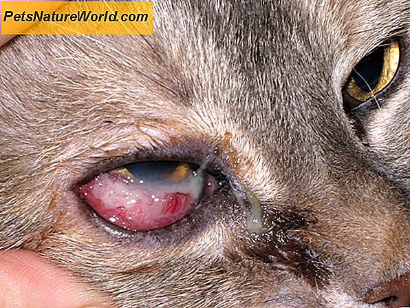 Feline Herpes Bindehautentzündung