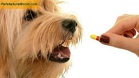Effetti collaterali di Antibiotici per cani