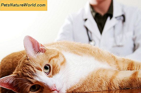 Feline Asthma Management Med Corticosteroids