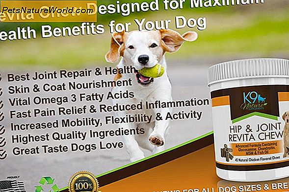 Solfato di glucosamina per cani