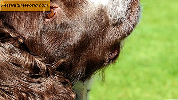 Herbal Dog Remedies untersucht
