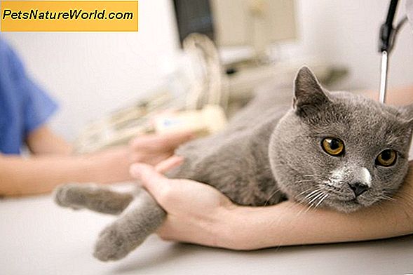 Katze-Anfall-Medizin
