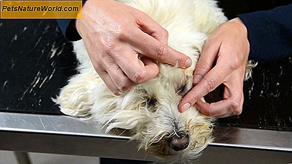 Trattamento di paralisi del cane con polineuropatia