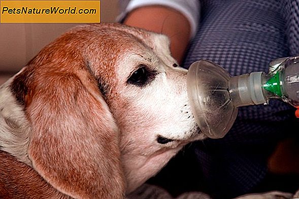 Quali sono le cause di asma nei cani?
