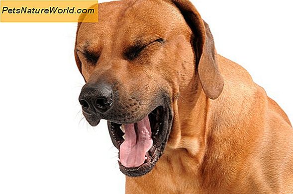 Canine Kennel Cough Treatment