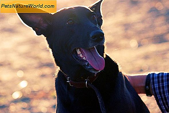 I sintomi della tosse canina nei cuccioli