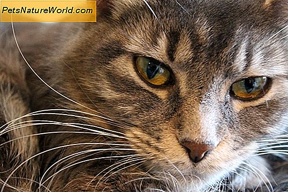 I frullini dei gattini interrompono una seria preoccupazione?
