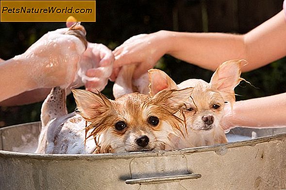 Consigli per il bagno per la pelle pruriginosa del cane