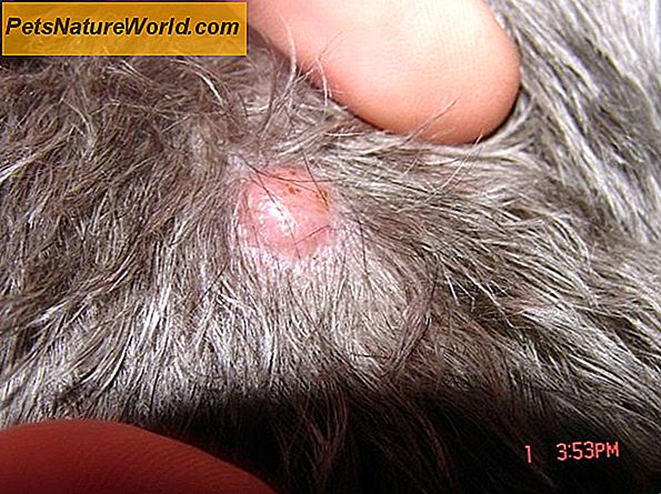 Canine Tumors of the Skin: een overzicht