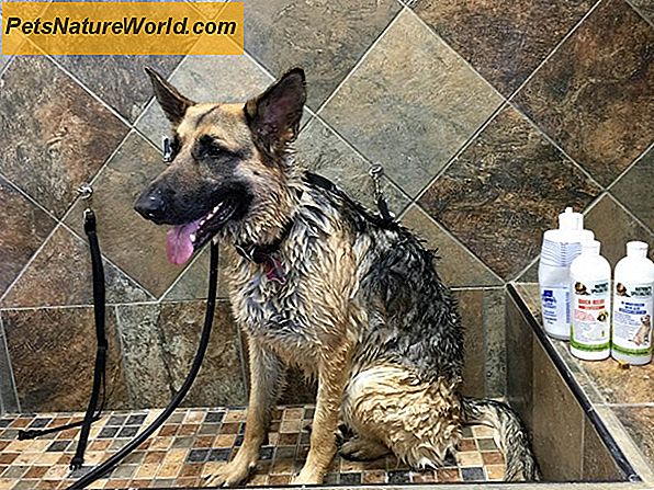 Canine Dry Skin Home Remedy