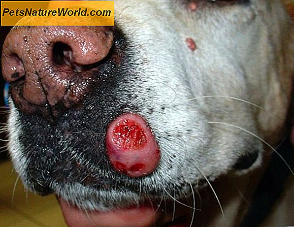 Léčba psího lupus