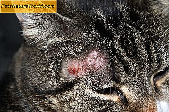 Sintomi dell'allergia ai peli di gatto