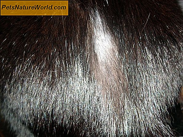 Cat Hair Loss on Tail