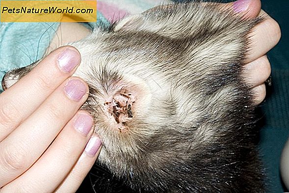 Cat Skin Wound Healing and Treatment