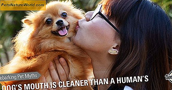 Common Sense Dog Hygiene
