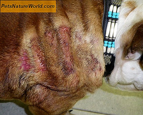 Hunde Lice Behandling med Fibronil