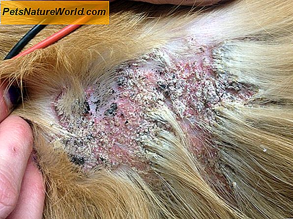 Diagnosi dei tumori della pelle nei cani