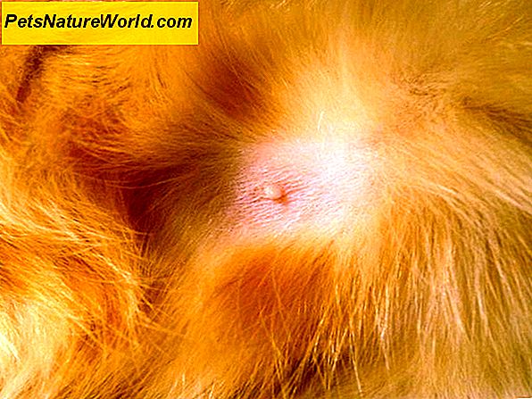 Diagnozuojant kačių odos infekcijas