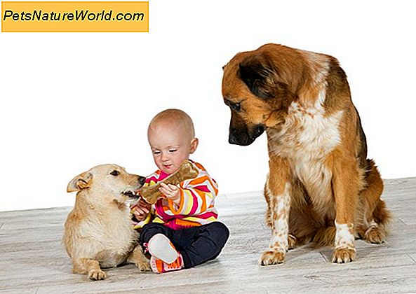 Getting Dog Medizinische Symptome Untersucht: Spielen Sie nicht Tierarzt