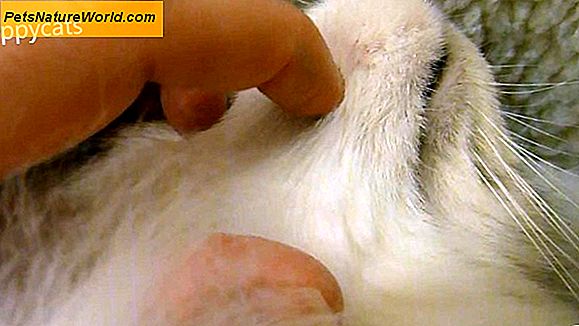 Léčba kočičí akné s peroxidem benzoyl