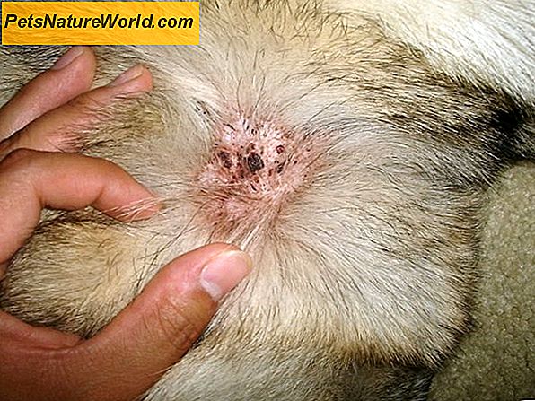 Healing Scabs on Dogs