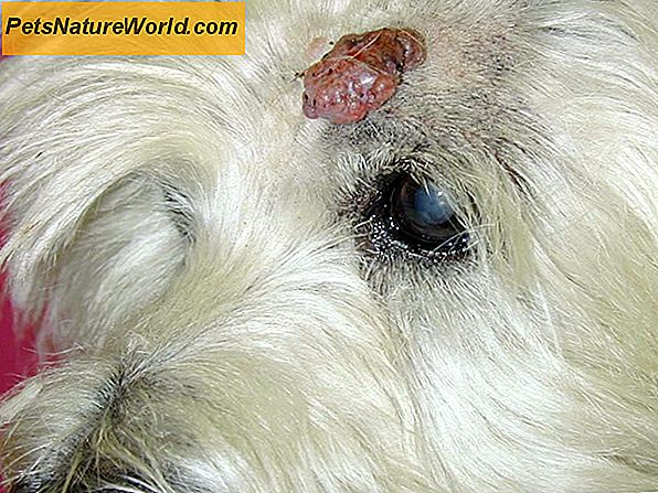 Biopsia cutanea per cani