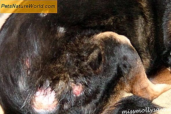 Infezioni da lievito in pelle nei cani